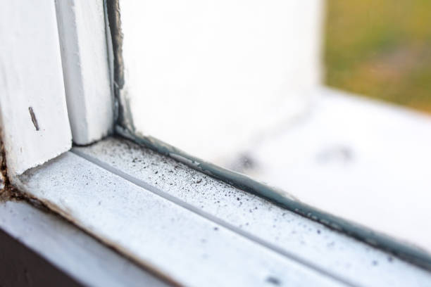 Mold Remediation for Vacation Homes in Aurora, IN