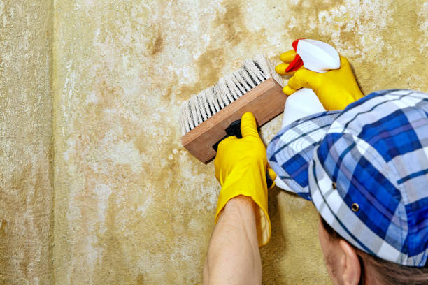 Aurora, IN Mold Removal Company